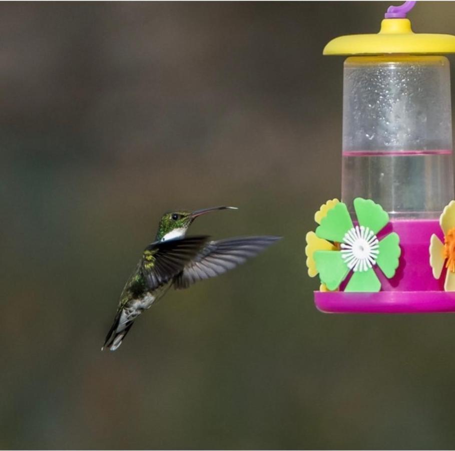El Colibri Cabanas De La Naturaleza تريليو المظهر الخارجي الصورة